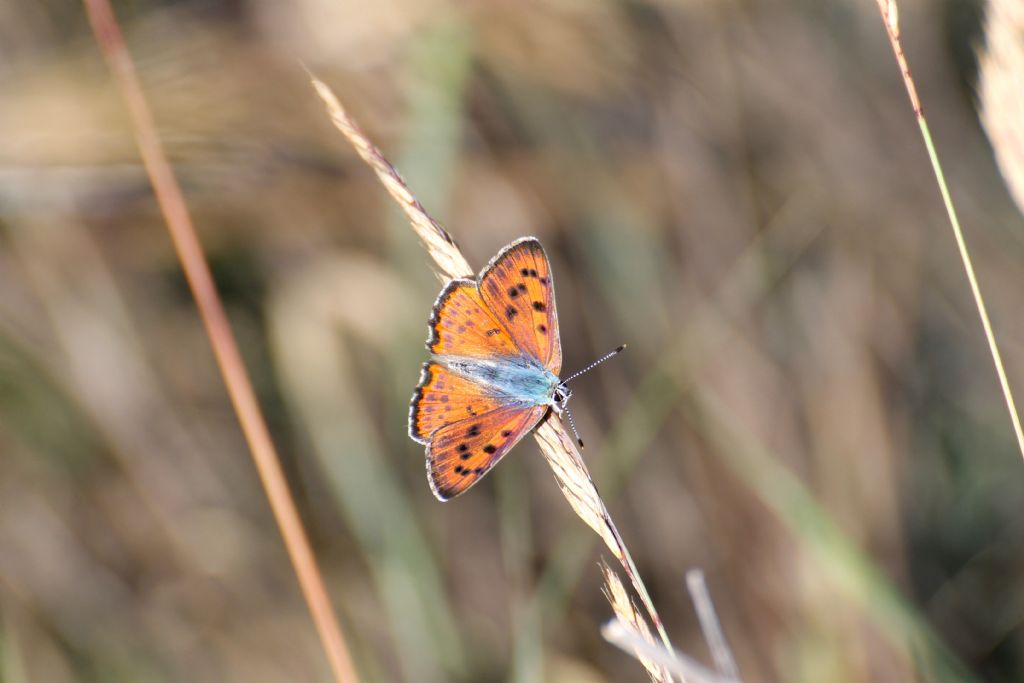 Lycaena alciphron? - S